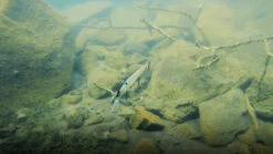 Megabass Vision Oneten +2 Jerkbait 5 Megabass Vision Oneten +2 Jerkbait -Fishing Gear Store image 1007