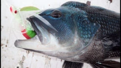 Berkley Gulp! Grubs 5 Berkley Gulp! Grubs -Fishing Gear Store image 1079