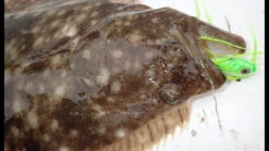 Tsunami Slimwave Casting Rods -Fishing Gear Store image 610