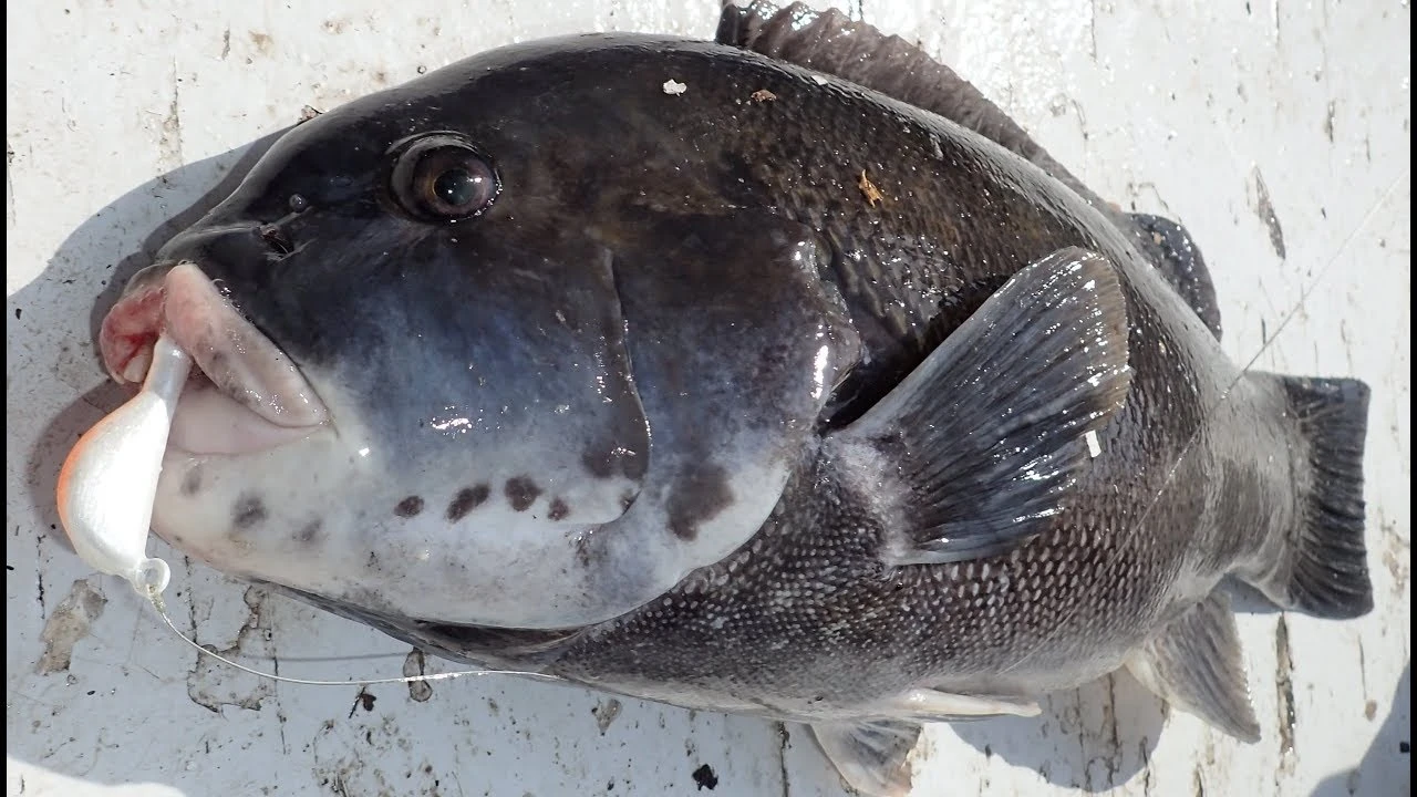 S&S Bucktails John Skinner Porgy & Blackfish Jigs 4 S&S Bucktails John Skinner Porgy & Blackfish Jigs - Image 2