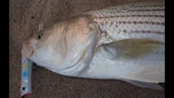 Tsunami Talkin Popper XD 17 Tsunami Talkin Popper XD -Fishing Gear Store image 993